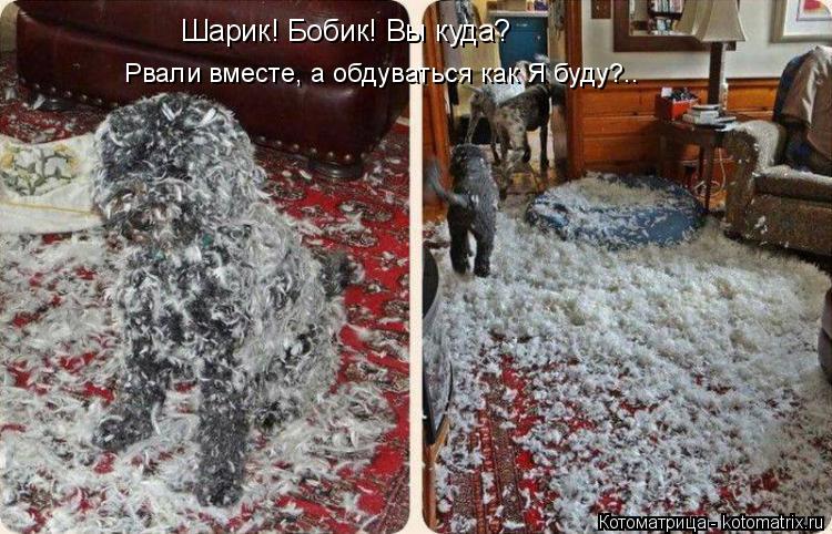 Котоматрица: Шарик! Бобик! Вы куда? Рвали вместе, а обдуваться как Я буду?..