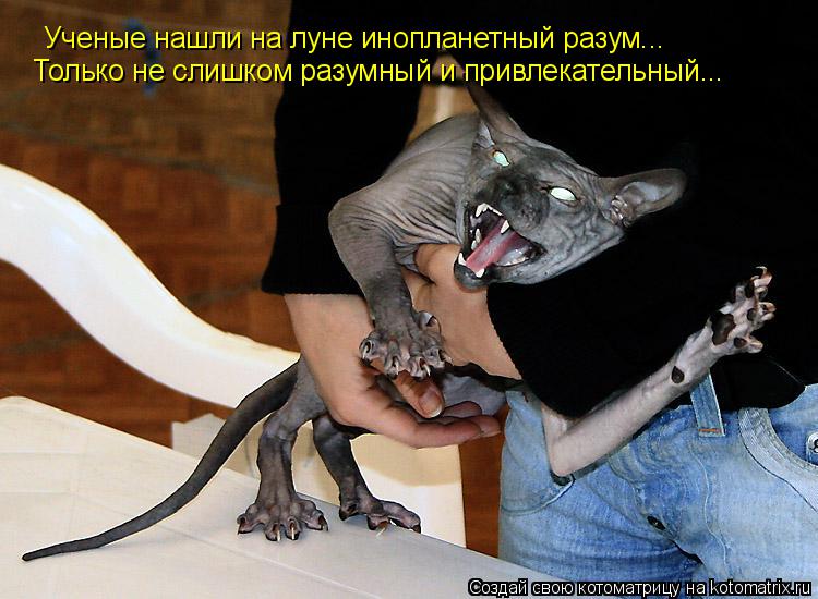 Котоматрица: Ученые нашли на луне инопланетный разум... Только не слишком разумный и привлекательный...
