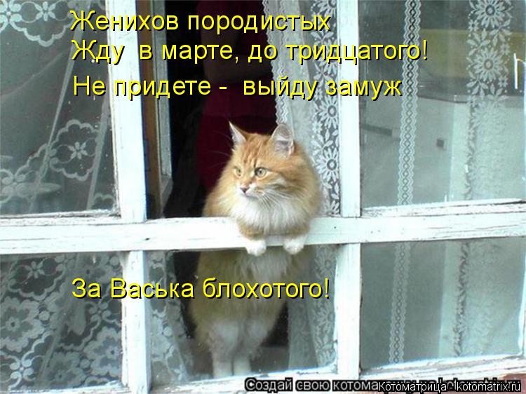 Женихов породистых Жду в марте, до тридцатого! Не придете - выйду замуж За Васька блохотого!... Котоматрица: Женихов породистых Жду в марте, до тридцатого! Не придете - выйду замуж За Васька блохотого!