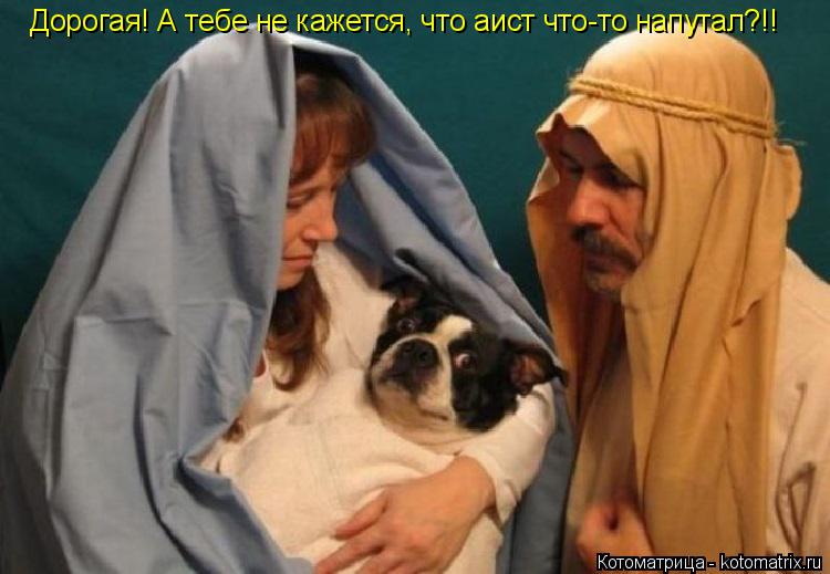 Котоматрица: Дорогая! А тебе не кажется, что аист что-то напутал?!!