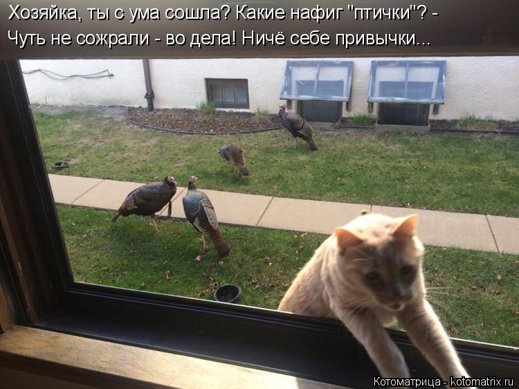 Котоматрица: Хозяйка, ты с ума сошла? Какие нафиг "птички"? - Чуть не сожрали - во дела! Ничё себе привычки...