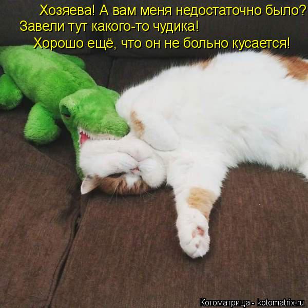 Котоматрица: Завели тут какого-то чудика!  Хозяева! А вам меня недостаточно было?! Хорошо ещё, что он не больно кусается!
