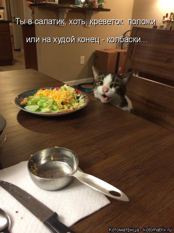 Котоматрица: Ты в салатик, хоть, креветок  положи или на худой конец - колбаски...