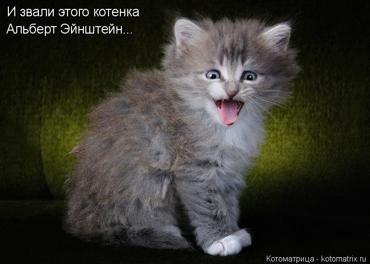 Котоматрица: И звали этого котенка Альберт Эйнштейн...