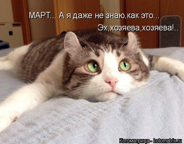 Котоматрица: МАРТ... А я даже не знаю,как это... Эх,хозяева,хозяева!..