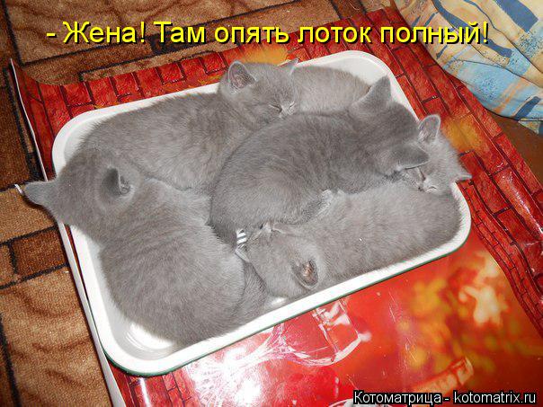 Котоматрица: - Жена! Там опять лоток полный!