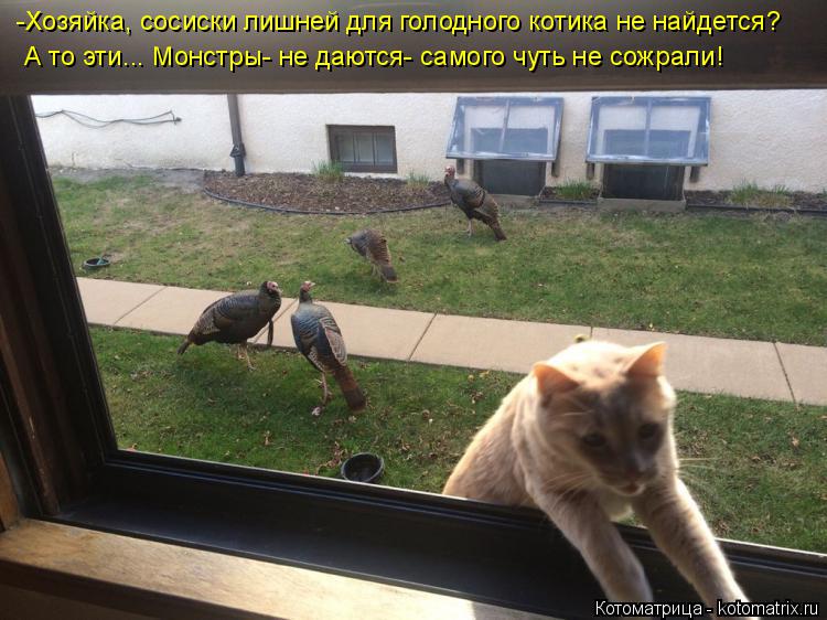 Котоматрица: -Хозяйка, сосиски лишней для голодного котика не найдется? А то эти... Монстры- не даются- самого чуть не сожрали!