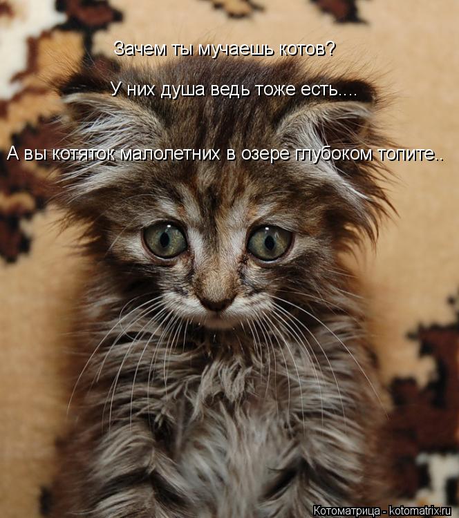 Котоматрица: Зачем ты мучаешь котов? У них душа ведь тоже есть.... А вы котяток малолетних в озере глубоком топите..