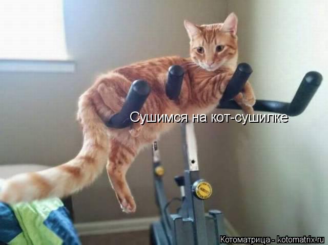 Котоматрица: Сушимся на кот-сушилке