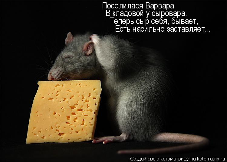 Котоматрица: Поселилася Варвара В кладовой у сыровара. Теперь сыр себя, бывает, Есть насильно заставляет...