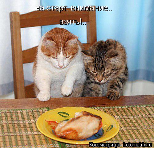 Котоматрица: на старт, внимание.. взять!..