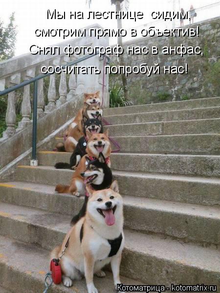 Котоматрица: Мы на лестнице  сидим, смотрим прямо в объектив! Снял фотограф нас в анфас,  сосчитать попробуй нас!