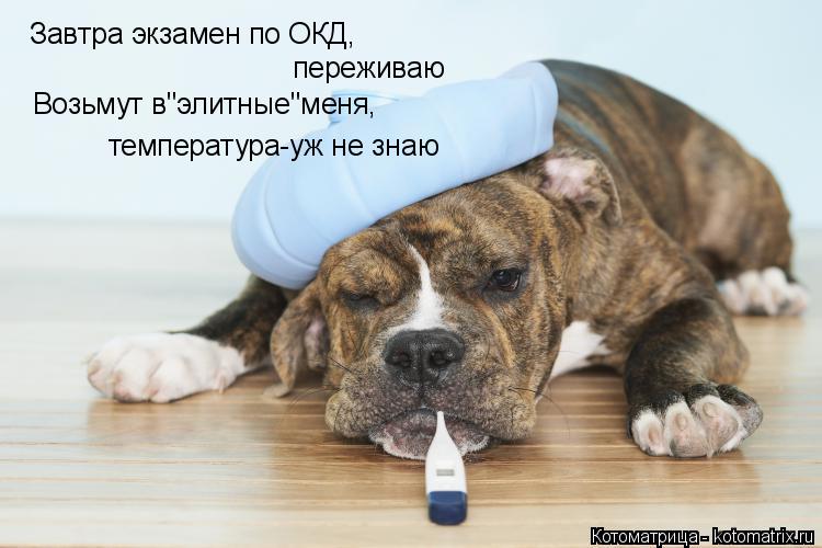 Котоматрица: Завтра экзамен по ОКД, переживаю Возьмут в"элитные"меня, температура-уж не знаю