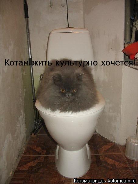 Котоматрица: Ну, и что ты на меня уставился? Котам тоже жить культурно хочется!  Котам жить культурно хочется!
