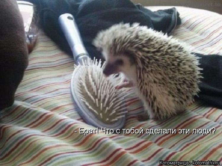 Котоматрица: - Брат! Что с тобой сделали эти люди?