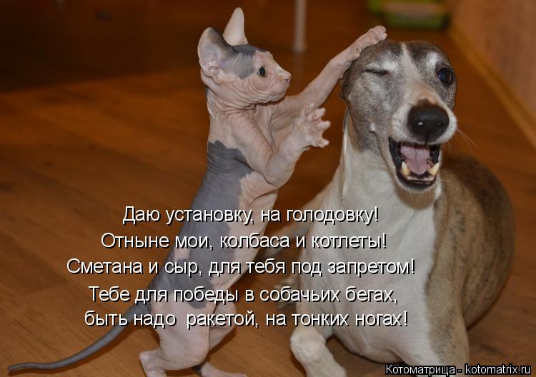 Котоматрица: Даю установку, на голодовку! Отныне мои, колбаса и котлеты!  Сметана и сыр, для тебя под запретом! Тебе для победы в собачьих бегах,  быть надо 