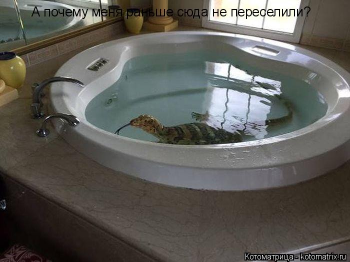 Котоматрица: А почему меня раньше сюда не переселили?
