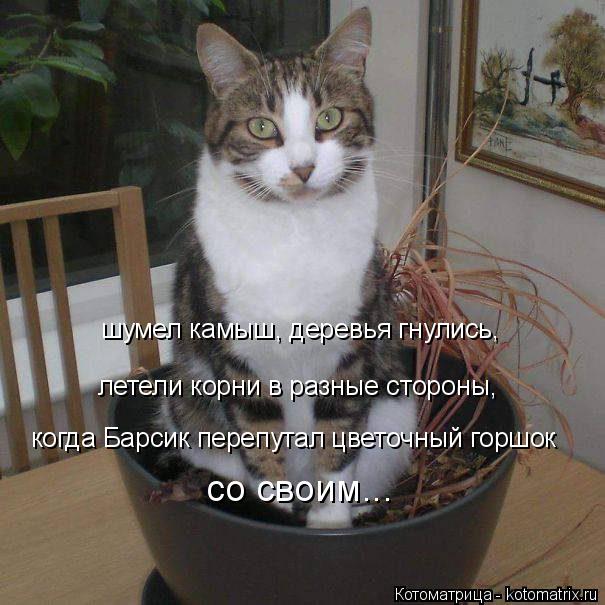 Котоматрица: шумел камыш, деревья гнулись, летели корни в разные стороны, когда Барсик перепутал цветочный горшок со своим...