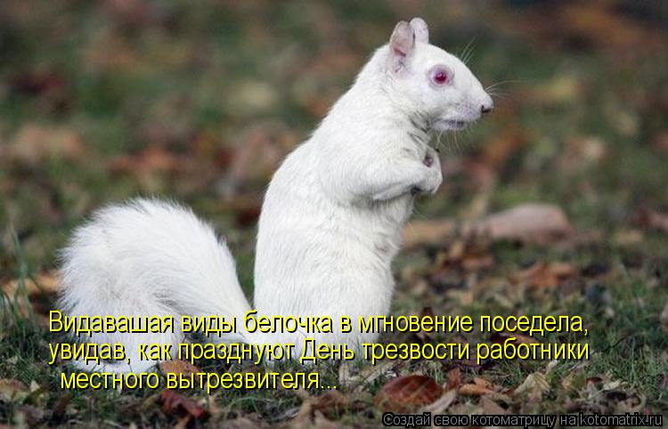 Котоматрица: Видавашая виды белочка в мгновение поседела, увидав, как празднуют День трезвости работники местного вытрезвителя...