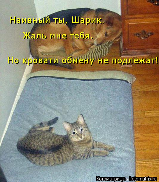 Котоматрица: Но кровати обмену не подлежат!  Наивный ты, Шарик. Жаль мне тебя.