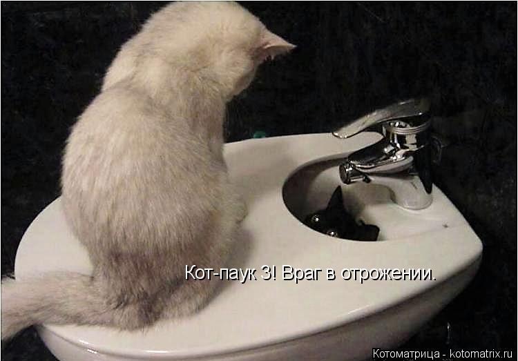 Котоматрица: Кот-паук 3! Враг в отрожении.