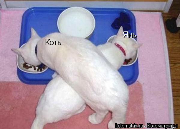 Котоматрица: Коть Янь