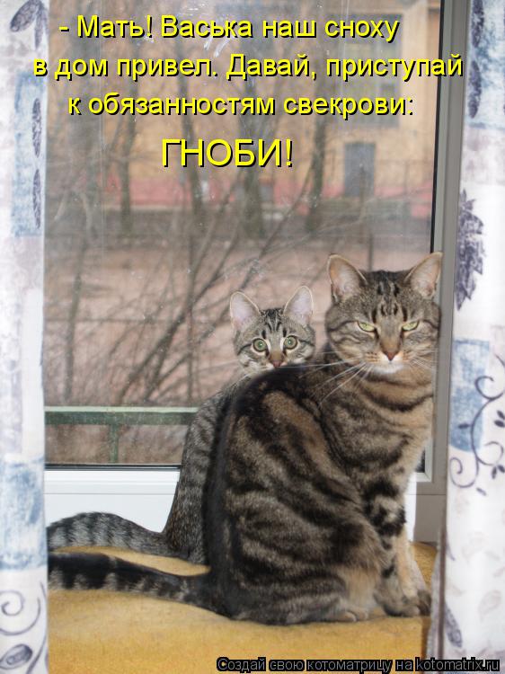 Котоматрица: - Мать! Васька наш сноху  в дом привел. Давай, приступай к обязанностям свекрови: ГНОБИ!