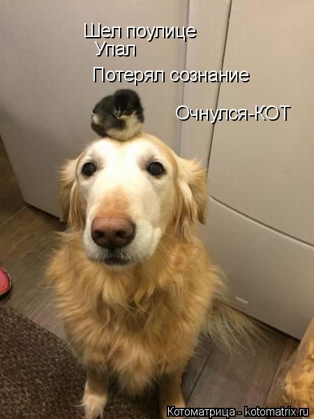 Котоматрица: Шел поулице Упал Потерял сознание Очнулся-КОТ