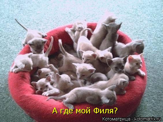 Котоматрица: А где мой Филя?