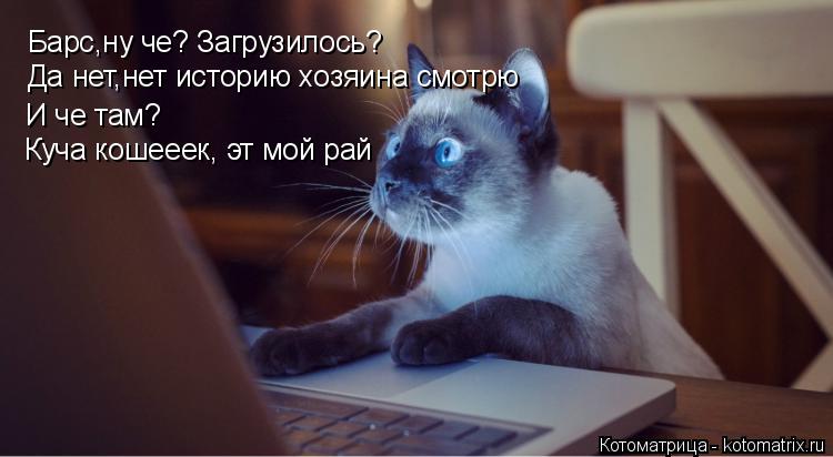 Котоматрица: Барс,ну че? Загрузилось? Да нет,нет историю хозяина смотрю И че там? Куча кошееек, эт мой рай