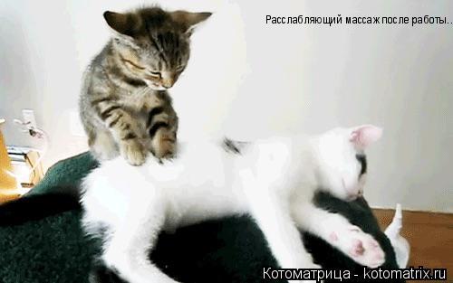 Котоматрица: Расслабляющий массаж после работы...