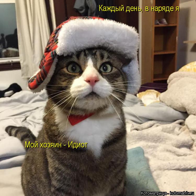 Котоматрица: Мой хозяин - Идиот Каждый день, в наряде я