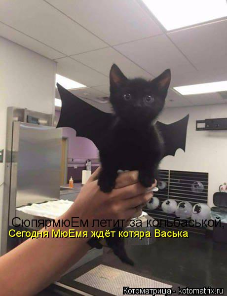 Котоматрица: СюпярмюЕм летит за кольбаськой,  Сегодня МюЕмя ждёт котяра Васька