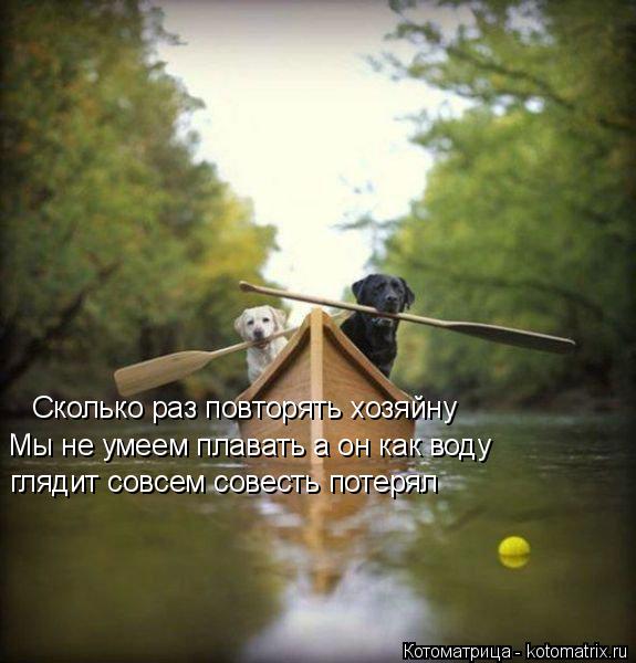 Котоматрица: Сколько раз повторять хозяйну Мы не умеем плавать а он как воду  глядит совсем совесть потерял