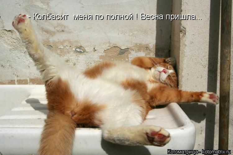 Котоматрица: - Колбасит  меня по полной ! Весна пришла...