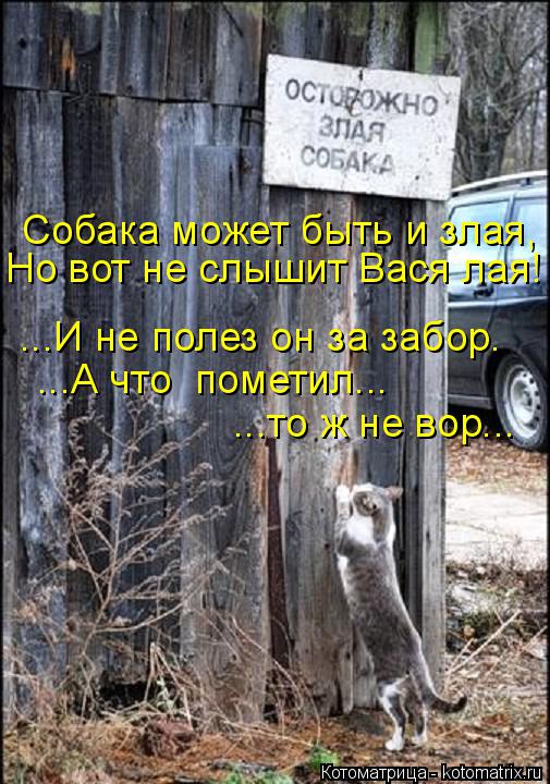 Котоматрица: Собака может быть и злая, Но вот не слышит Вася лая! ...И не полез он за забор. ...А что  пометил...  ...то ж не вор...