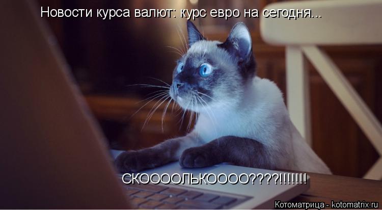 Котоматрица: Новости курса валют: курс евро на сегодня... СКООООЛЬКОООО????!!!!!!!
