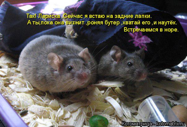 Котоматрица: Так! Лариска ,Сейчас я встаю на задние лапки. А ты,пока она визжит ,роняя бутер ,хватай его ,и наутёк. Встречаемся в норе.
