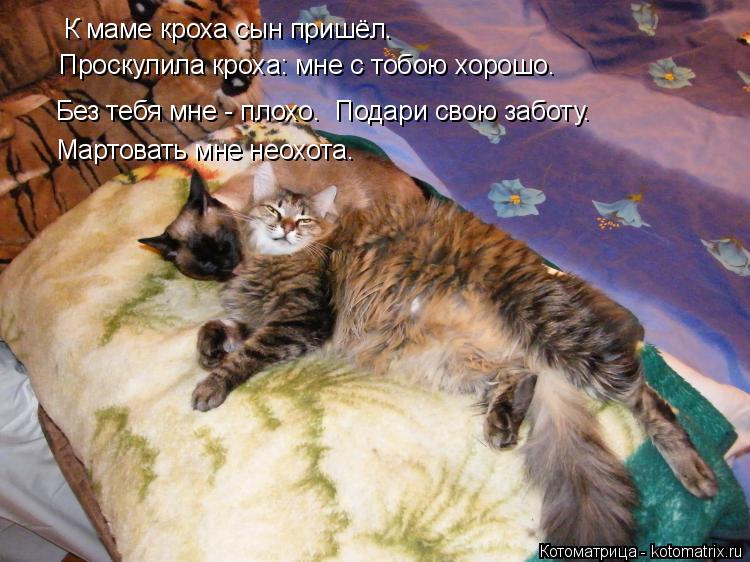 Котоматрица: К маме кроха сын пришёл. Проскулила кроха: мне с тобою хорошо. Без тебя мне - плохо. Подари свою заботу. Мартовать мне неохота.