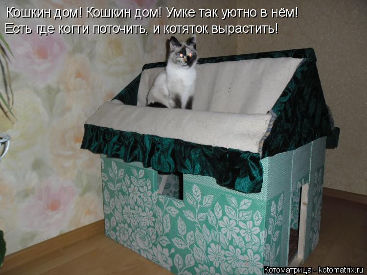 Котоматрица: Кошкин дом! Кошкин дом! Умке так уютно в нём! Есть где когти поточить, и котяток вырастить!