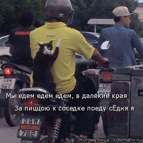 Котоматрица: Мы едем едем едем, в далёкие края За пиццою к соседке поеду сЁдня я