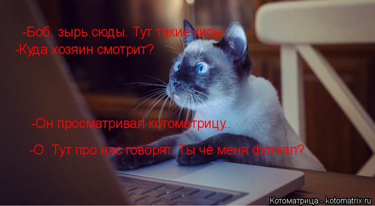 Котоматрица: -Боб, зырь сюды. Тут такие кисы.. -Куда хозяин смотрит? -Он просматривал котоматрицу..  -О. Тут про нас говорят. Ты чё меня фоткал?