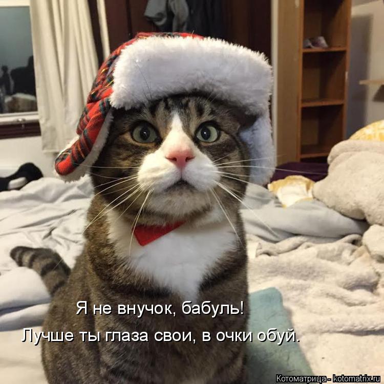 Котоматрица: Я не внучок, бабуль! Лучше ты глаза свои, в очки обуй.