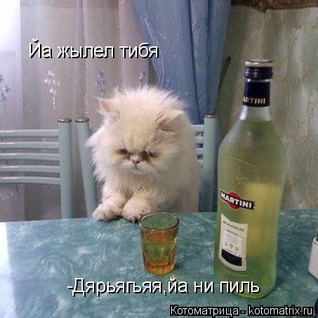 Котоматрица: -Дярьягьяя,йа ни пиль Йа жылел тибя
