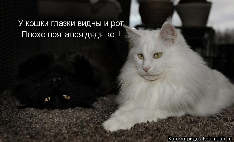 Котоматрица: У кошки глазки видны и рот Плохо прятался дядя кот!