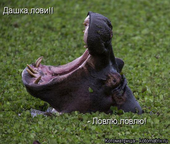 Котоматрица: Дашка,лови!! - Ловлю,ловлю!