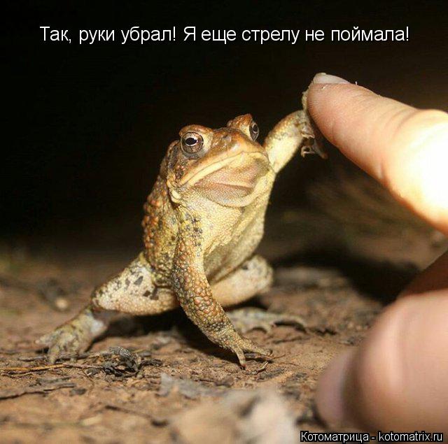 Котоматрица: Так, руки убрал! Я еще стрелу не поймала!