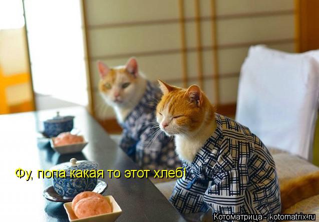 Котоматрица: Фу, попа какая то этот хлеб!