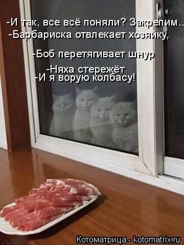 Котоматрица: -И так, все всё поняли? Закрепим... -Барбариска отвлекает хозяйку,  -Боб перетягивает шнур -Няха стережёт -И я ворую колбасу!