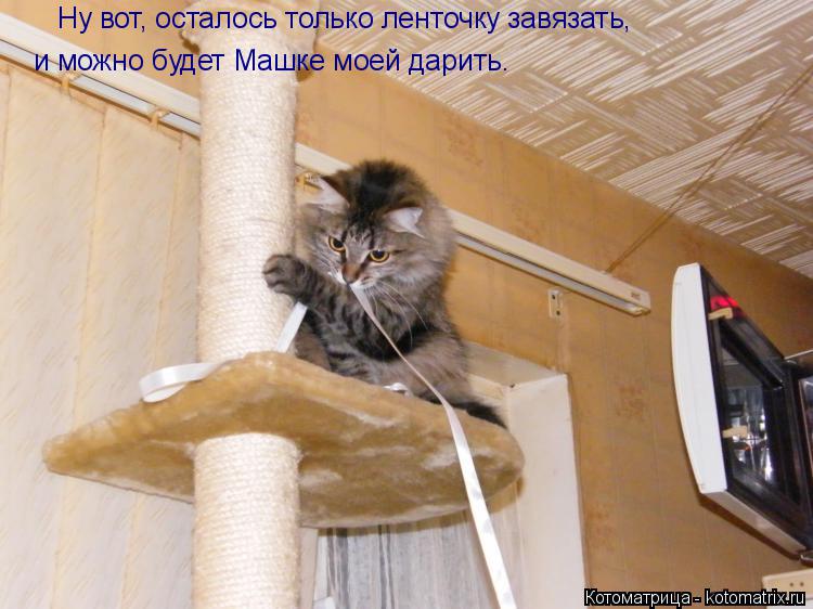 Котоматрица: Ну вот, осталось только ленточку завязать,  и можно будет Машке моей дарить.